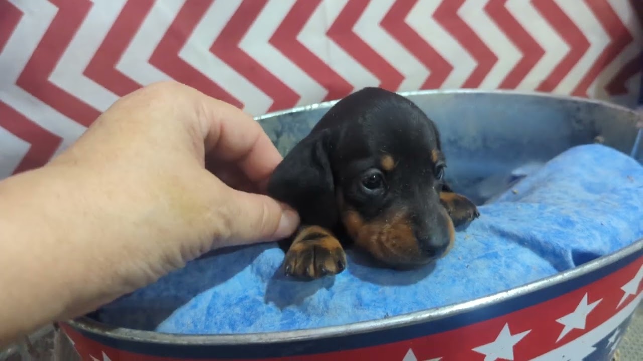 Dolly  and GCH Windsor pups. #tnpuppies #dachshundpups