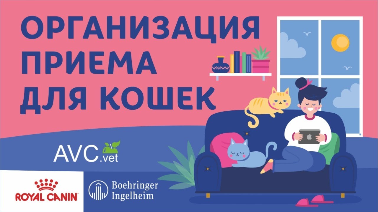 Организация приема для кошек