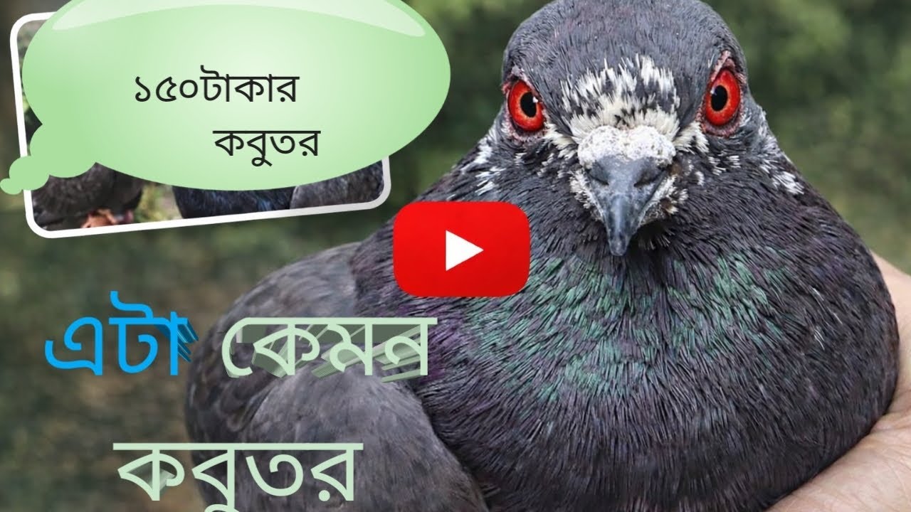 লাল চোখের গিরিবাজ কবুতরের বাজি