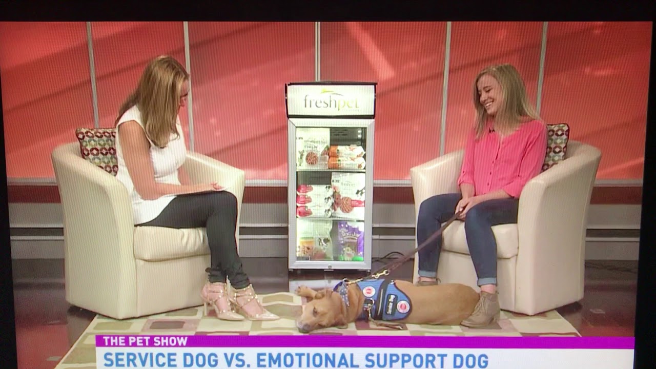The Difference Between Service Dogs and Emotional Support Animals
