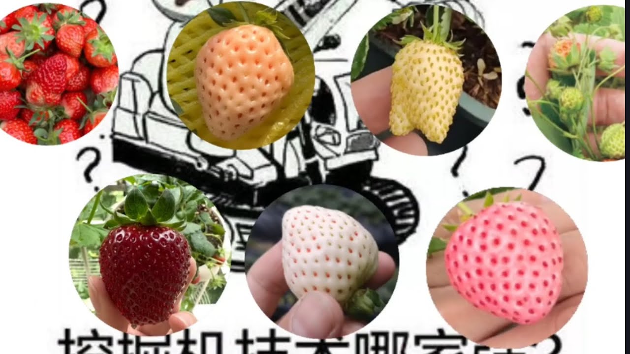 草莓的品种选择！