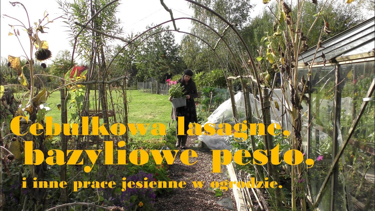 Cebulkowa lasagne, bazyliowe pesto i inne prace w ogrodzie w październiku.