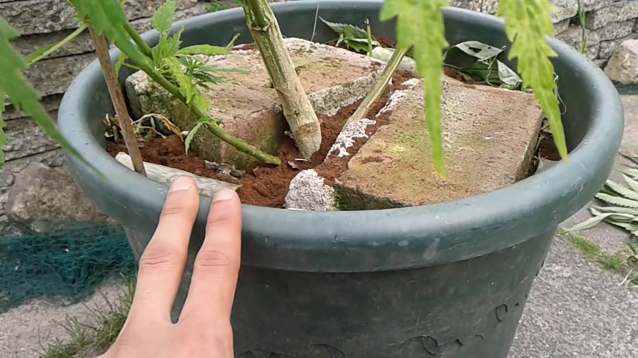 AMVgrow Outdoor De-Leaving and White Widow Amnesia Removal