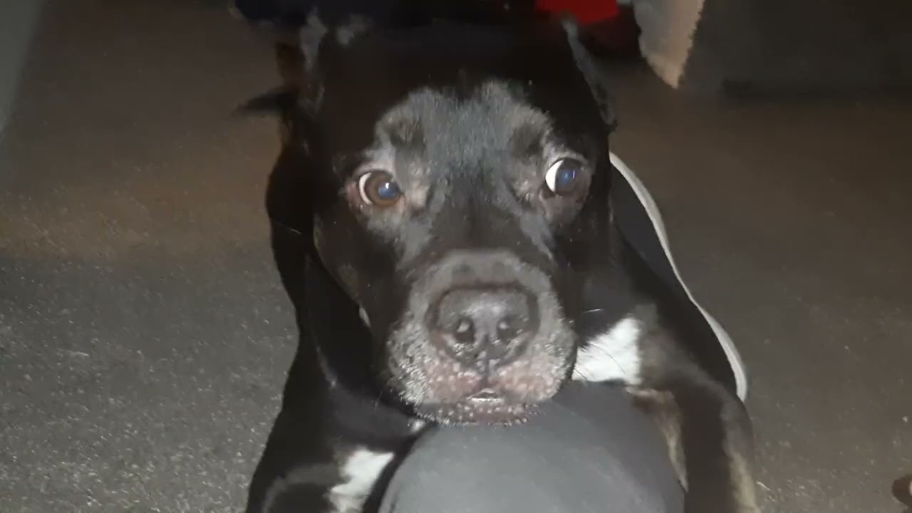 My Dog Waldos Fight Night #dog #pets #animals