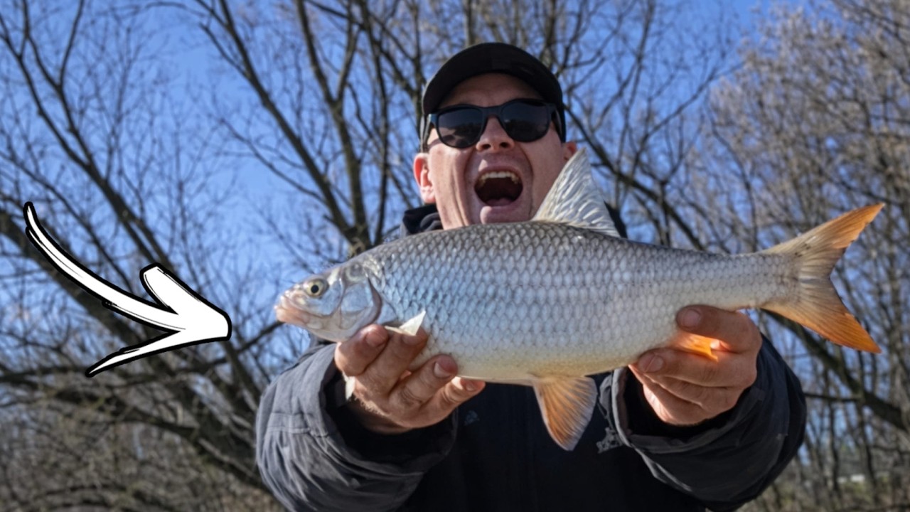 PECANJE PLOTICE na FEEDER - pecam sa 2 &scaron;tapa!