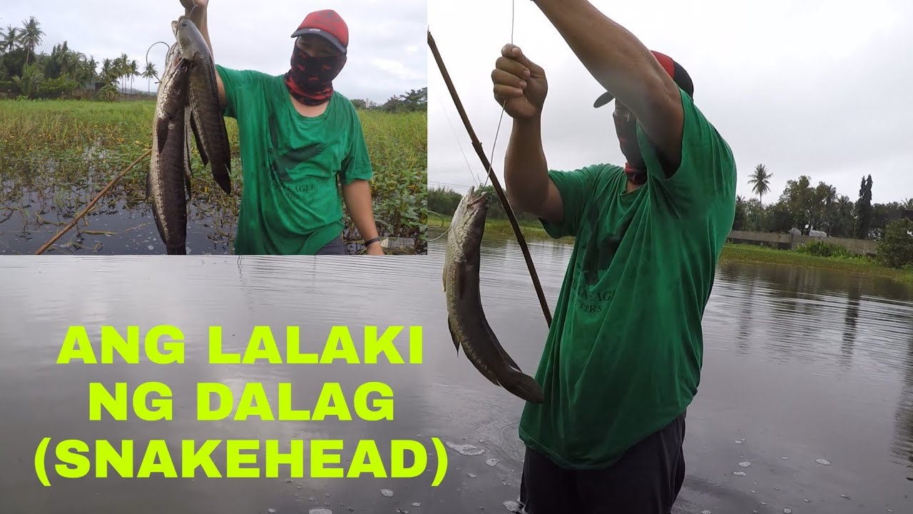 EP.19 MABISANG PAMAIN SA DALAG..(SNAKE HEAD) CATCH &SALE..SURIGAO CITY
