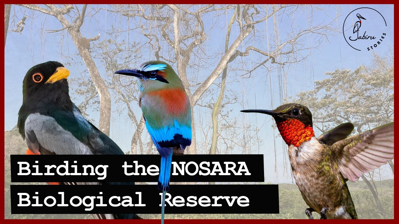 Morning Birding in the Reserva Biológica Nosara, Costa Rica