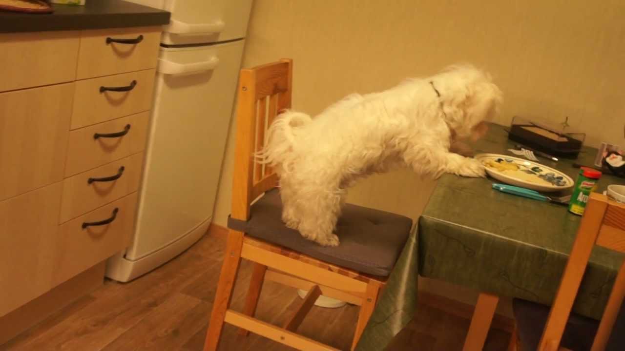Maltese Dog Toya :)