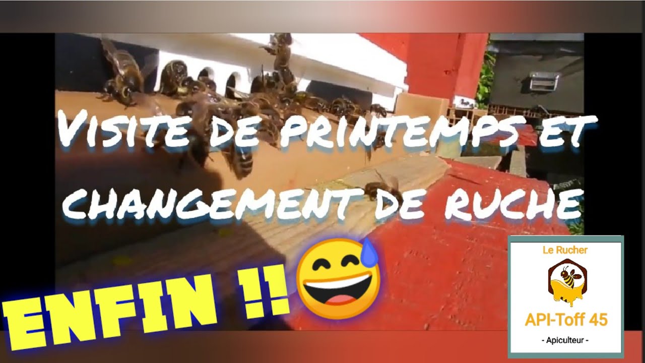 Apiculture 2021 : Mars VISITE DE PRINTEMPS et TRANSVASEMENT DE RUCHE
