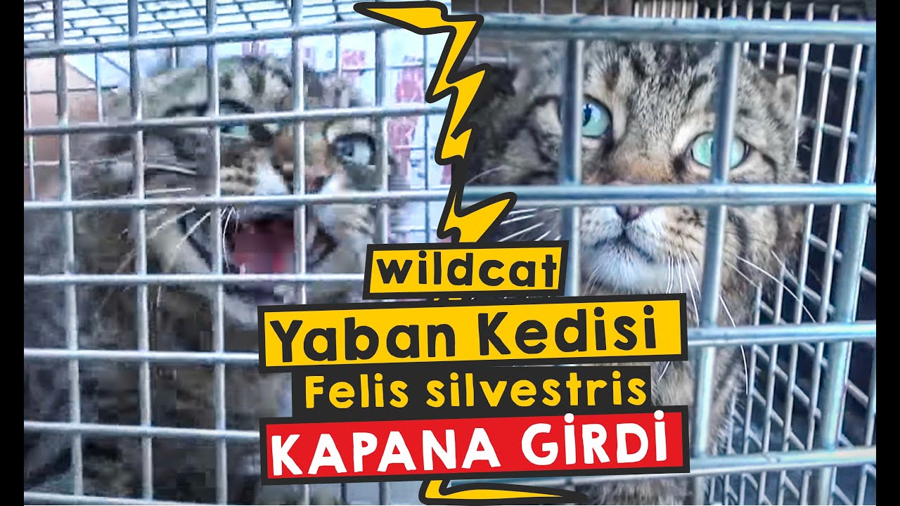 Yaban Kedisi Kapana Yakalandı - Wildcat fell into the trap