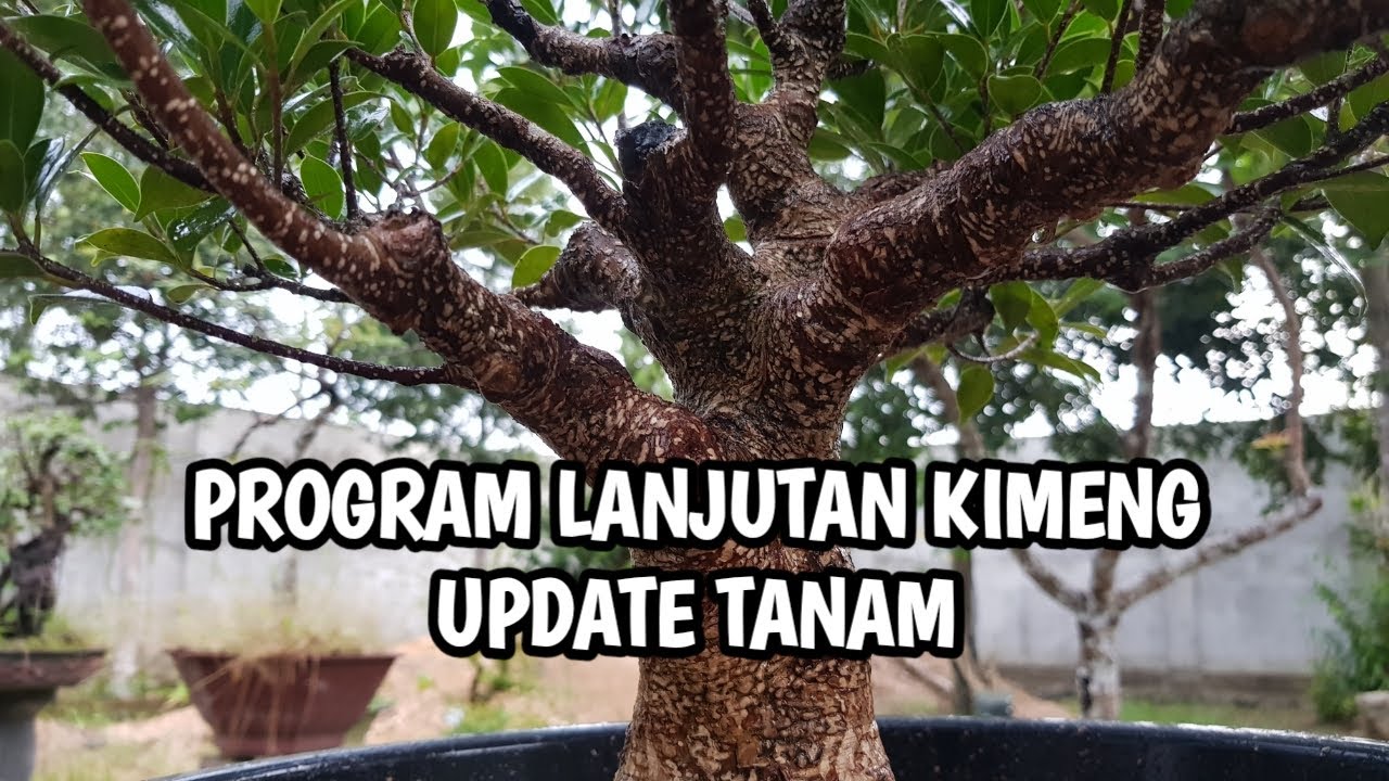 PROGRAM LANJUTAN REVIEW BAHAN KIMENG - UPDATE TANAM DARI POT MASUK KE POT LAGI