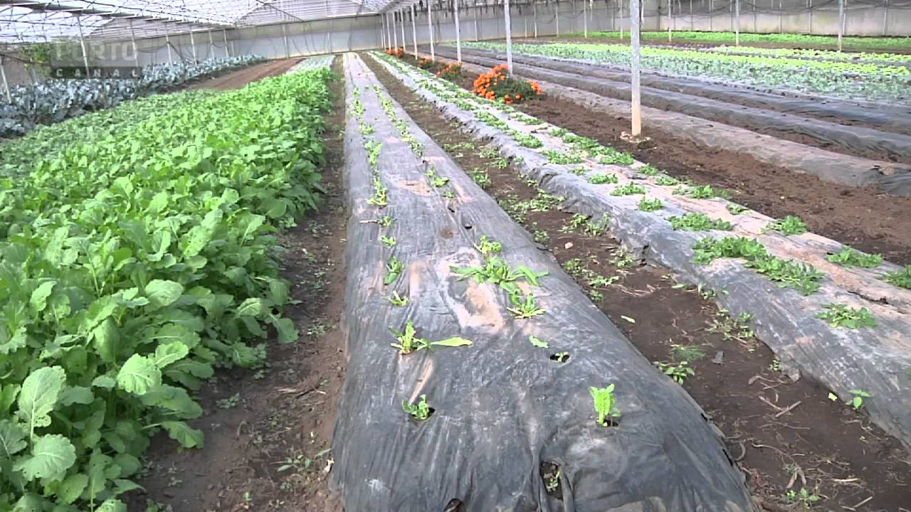 Biocelos - Agricultura Biológica- Programa Terra