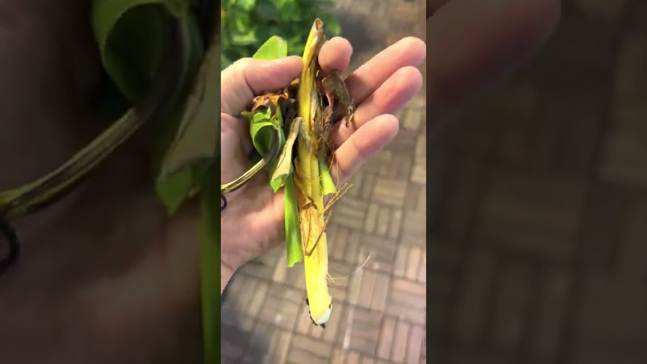 نباتات داخلية منزلية نادرة مميزة جميلة نظيفة