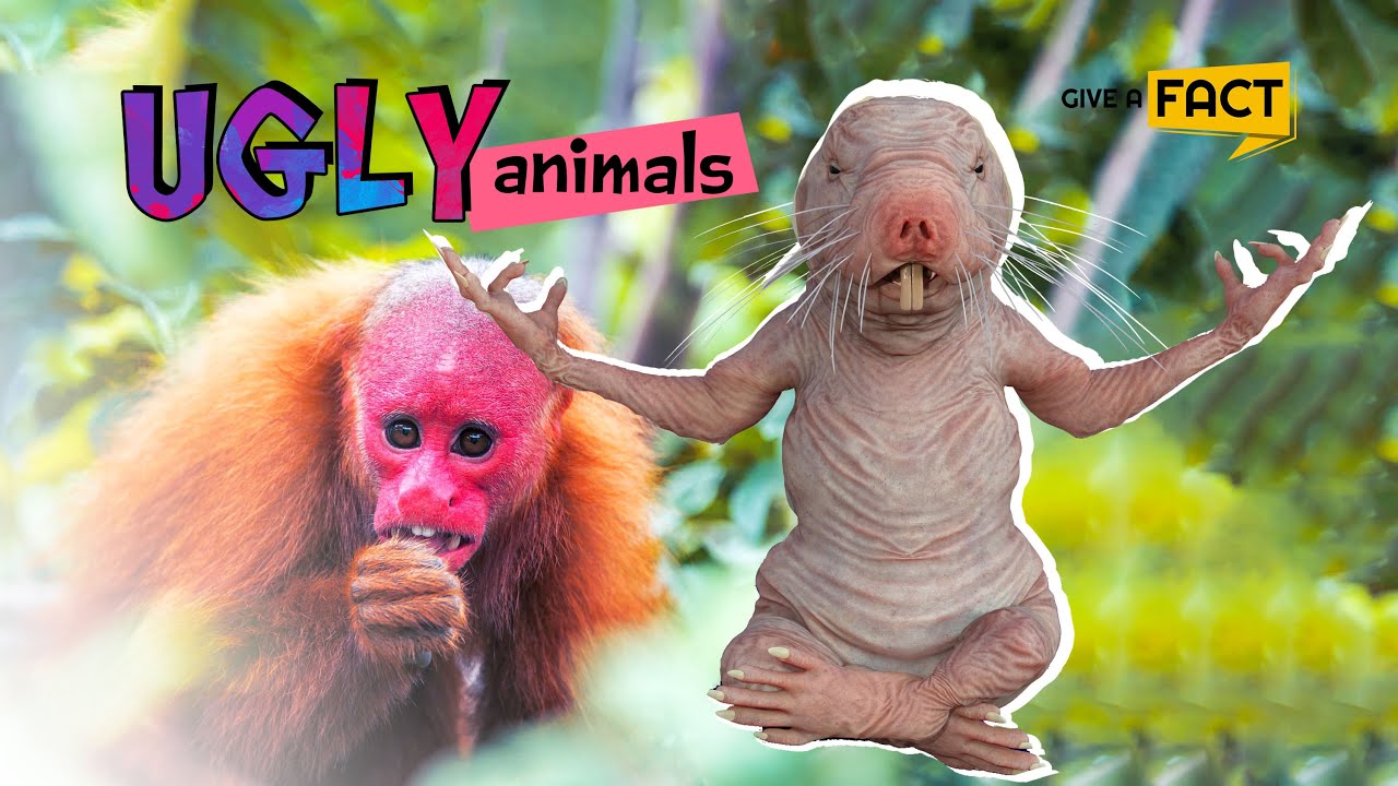 The Top Ugliest Animals on Earth That You Don&rsquo;t Believe Exist!