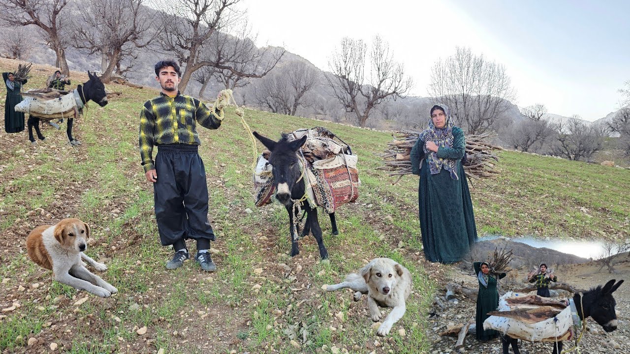 Real NomadicLife:Collecting Firewood on DangerousMountainTrails by Donkey|Survival in Ancient Nature