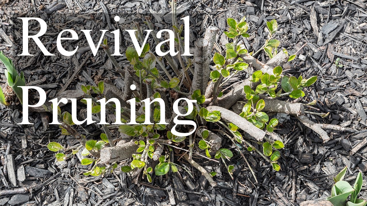10 12 Revival or Rejuvenation Pruning?