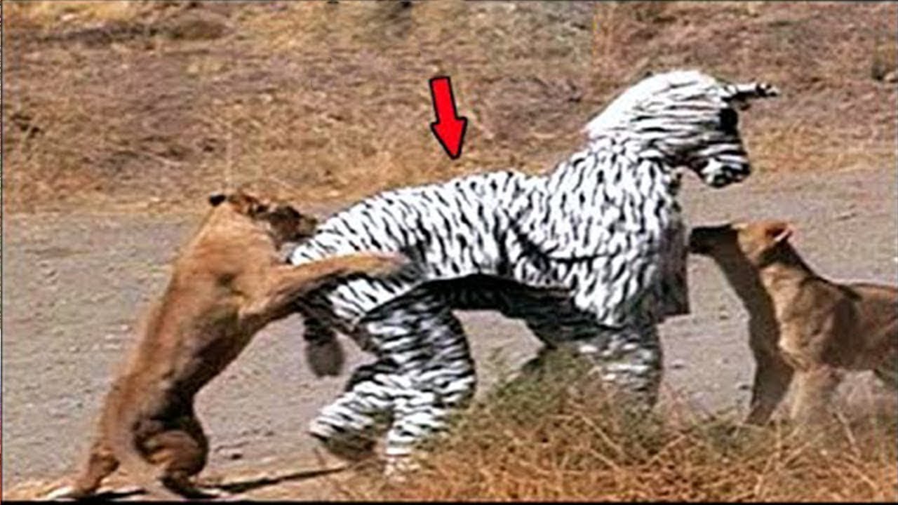 10 Personas DISFRAZADAS Que Se Acercaron a ANIMALES