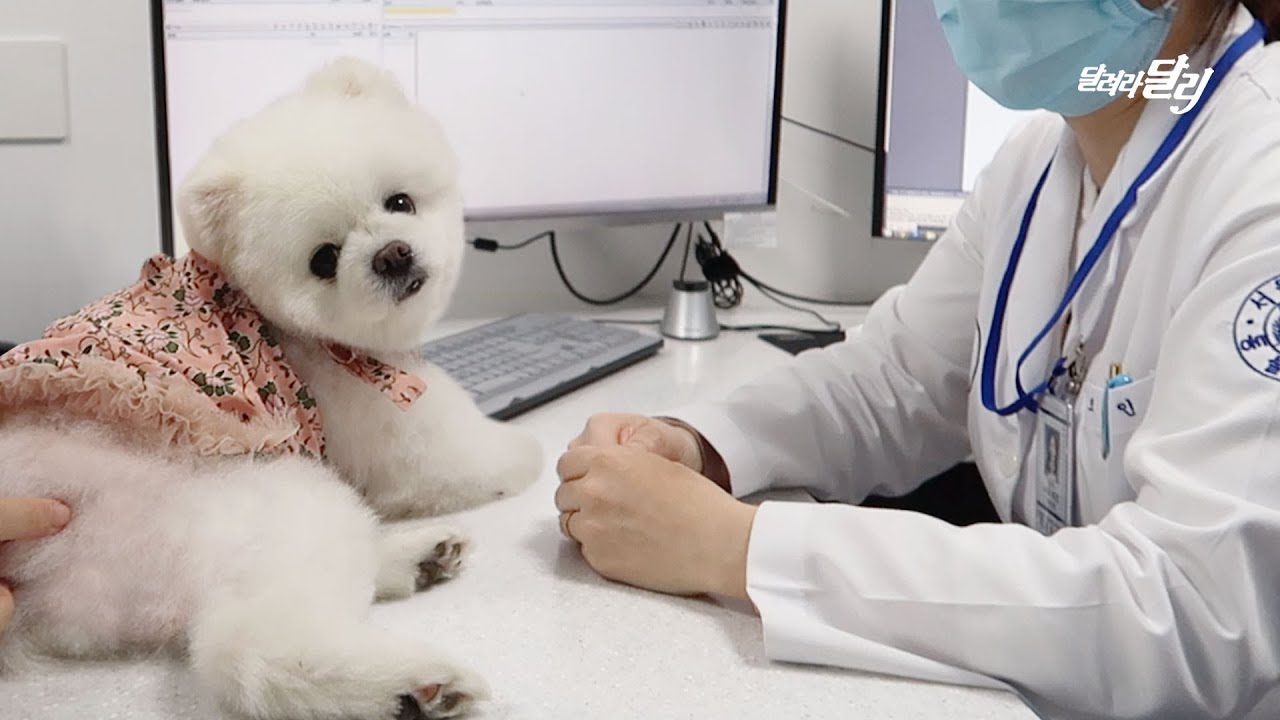 달리 건강검진 하는 날🏥 서울대 동물병원의 종합검진 프로그램