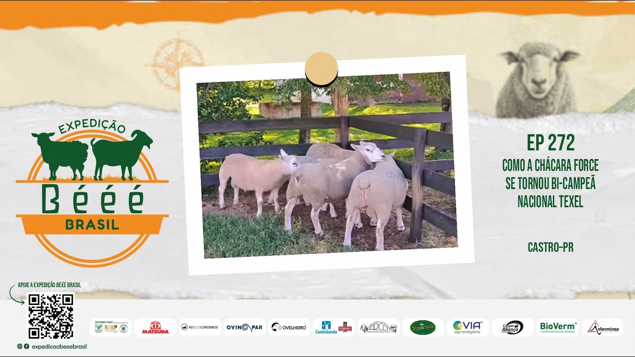 Como a Chácara FORCE se tornou Bi-Campeã Nacional Texel - EP 272