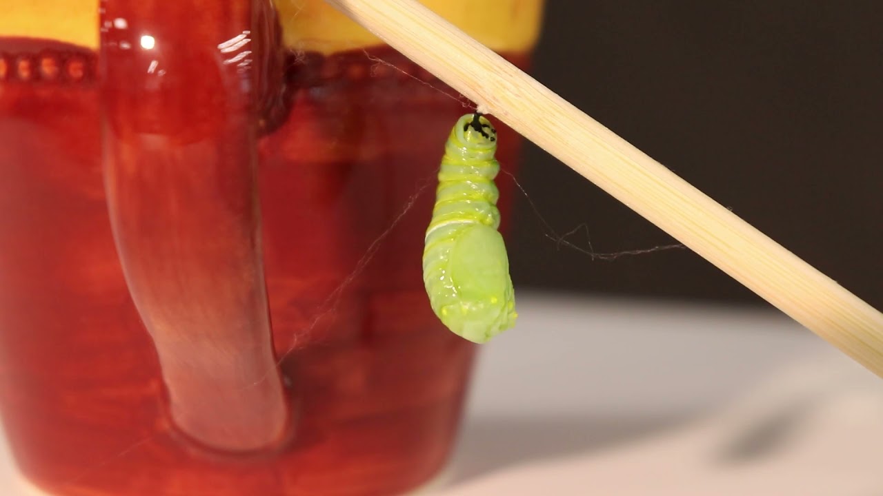 Monarch Metamorphosis Time Lapse