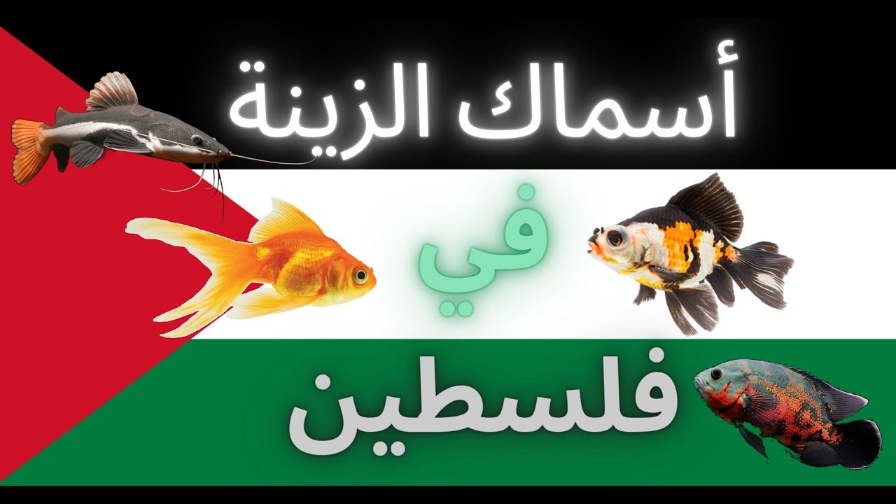 أسماك الزينة في فلسطين