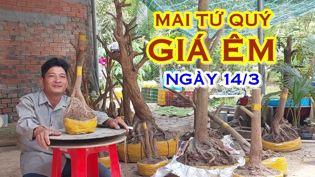 ANH TOÀN 📲 O337823849 GIÁ TỐT - MAI TỨ QUÝ GIAO LƯU NGÀY 14/3 