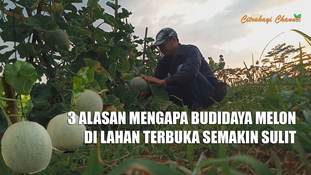 Mengapa Budidaya Melon Lahan Terbuka Semakin Sulit - Penyebab Gagal Panen Melon