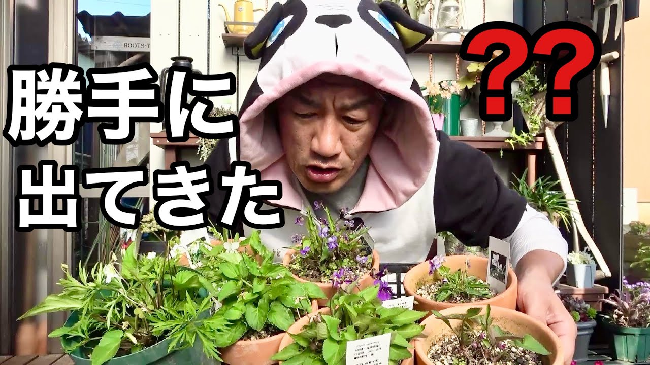 この植物は誰でもこぼれ種で育てることができる。【園芸超人カーメン君】