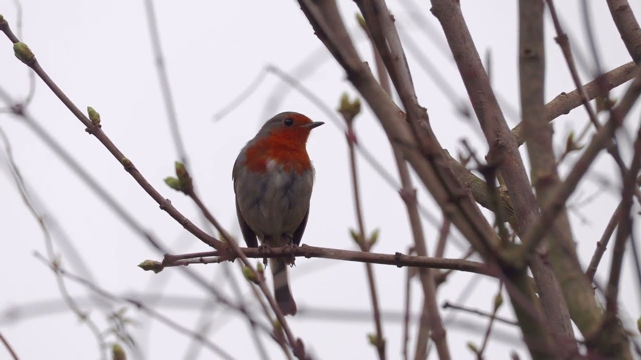Two days of robin joy