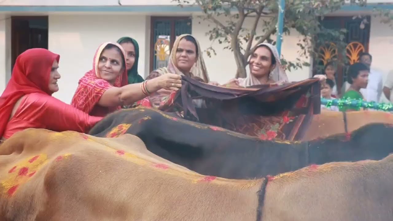 #மாட்டுப்