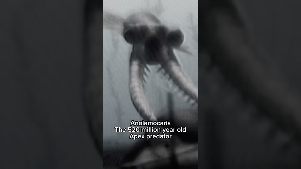 The first apex predator to ever live on earth #prehistoric #anolamocaris