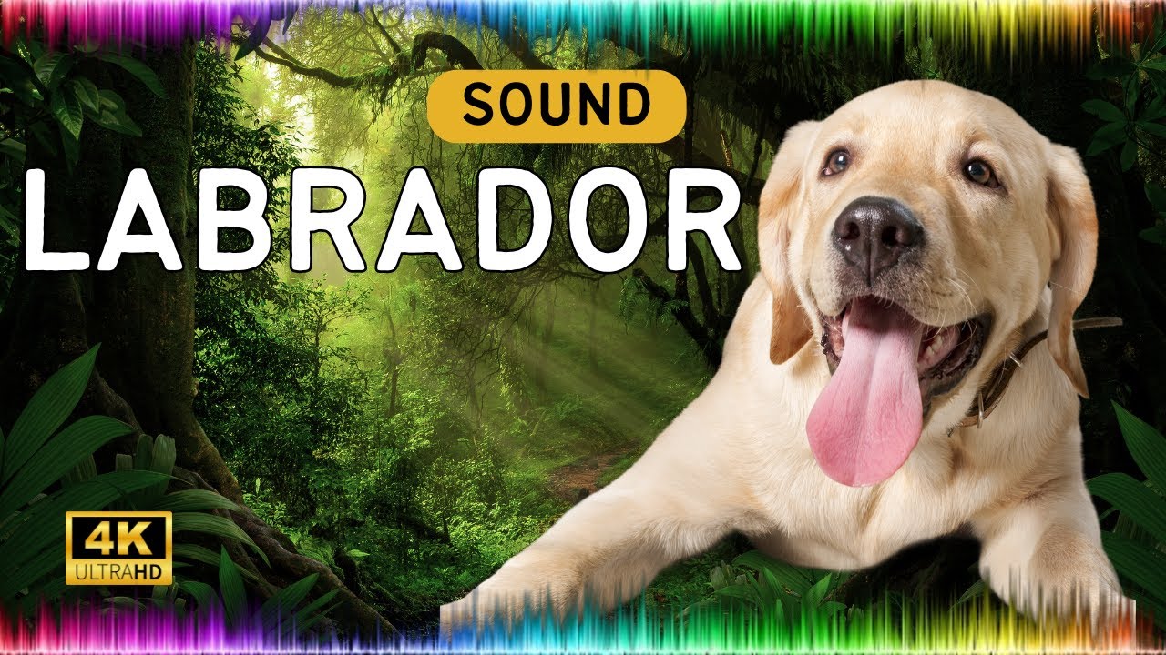 Labrador Barking Sound Effect | Factory Sound Effects | Realistic Dog Bark