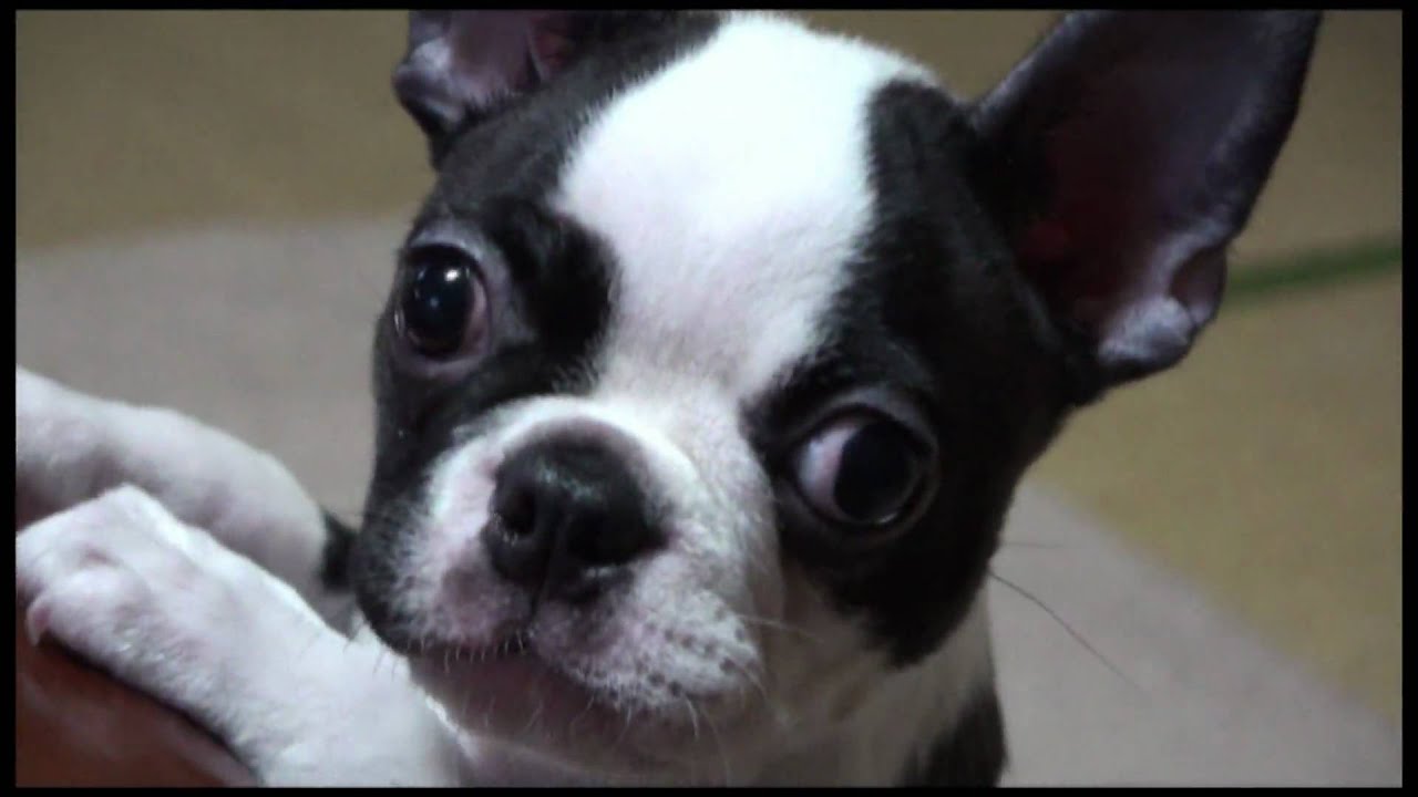 Da Vinci Boston Terrier