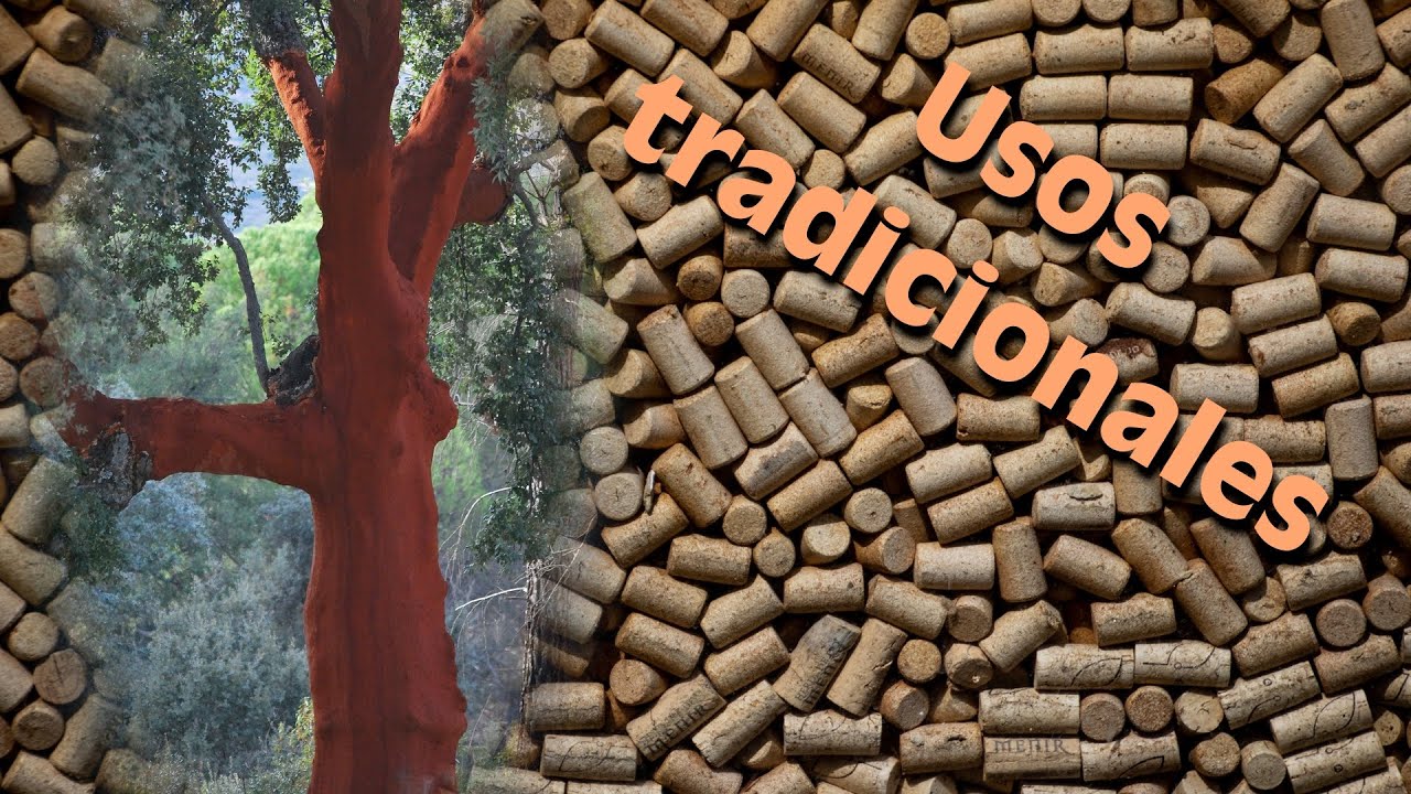 🌳Plantas de uso tradicional 13: El ALCORNOQUE (Quercus suber)