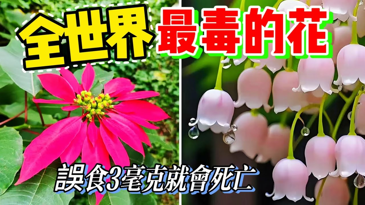 一定要認識的十種可怕花卉，触摸一下就要送醫，美丽外表之下的驚人危機#科普 #世界之最 #美麗花朵 #奇趣最top #花朵 #曼陀罗 #夹竹桃#铃兰#狼毒花#乌头#花卉
