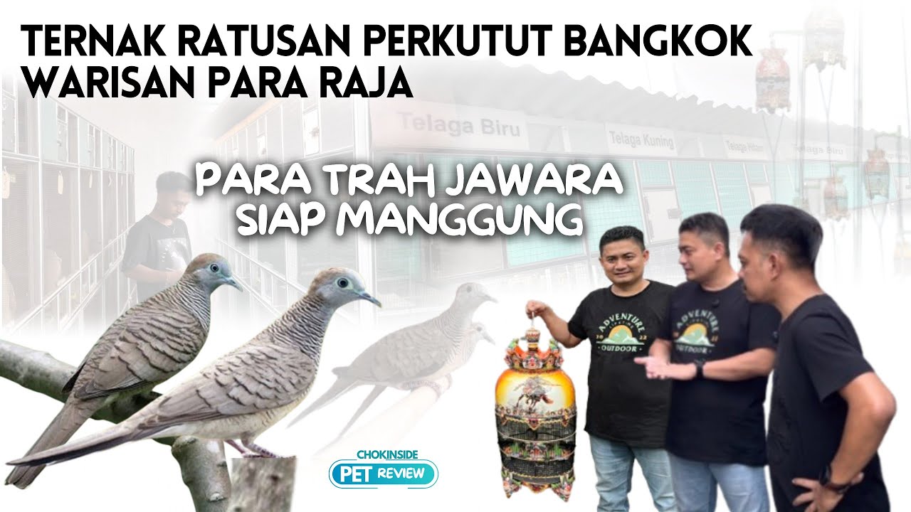 RATUSAN PERKUTUT BANGKOK WARISAN PARA RAJA | TERNAK TRAH JAWARA | Episode 76