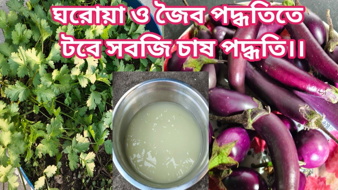 ঘরোয়া ও জৈব পদ্ধতিতে টবে সবজি চাষ পদ্ধতি।।#ছাদবাগান#TheGreenWorld 
