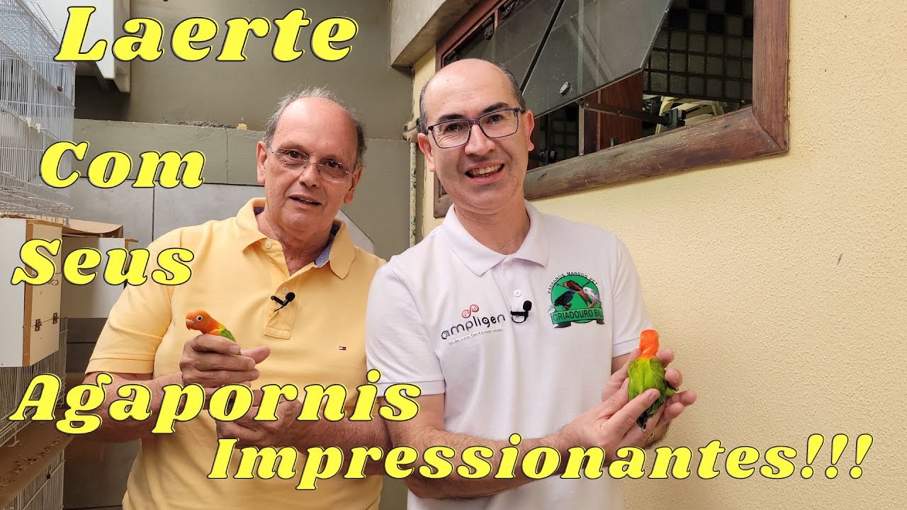 Visitando SP com Ampligen,Laerte Oliveira Criando Agapornis Fischer!!!