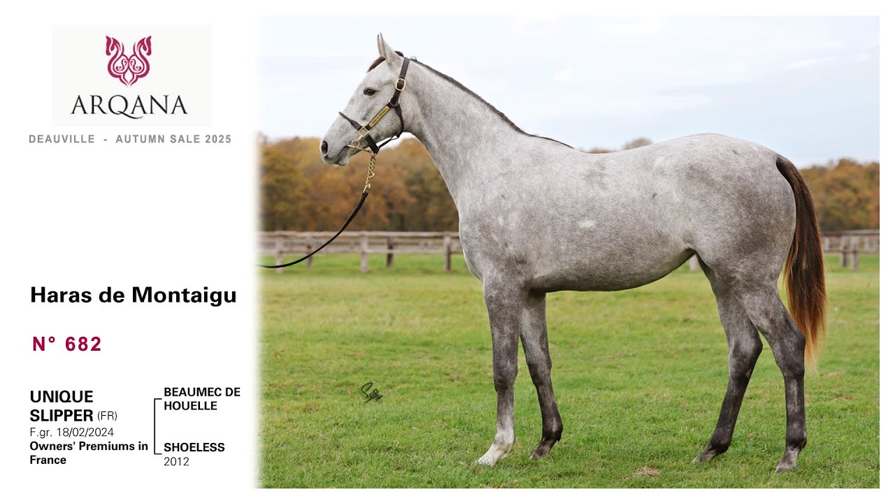 Arqana Autumn sale 2025 - N°682, F. / Beaumec De Houelle, présentée par le Haras De Montaigu
