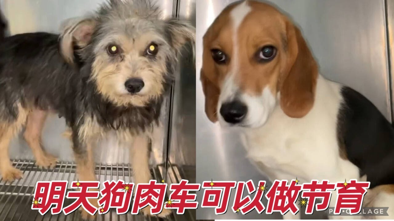 2026-1-18 Stray dog home 狗肉车上救的几个狗狗脱离生命危险了，明天就可以安排做绝育手术了