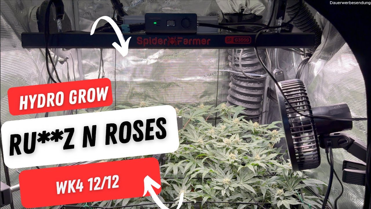 🌿 Smart Grow Update &ndash; 12/12 WK4 | Gleichm&auml;&szlig;iges Bl&uuml;tendach & starke Entwicklung im 90&times;90 Zelt 😍