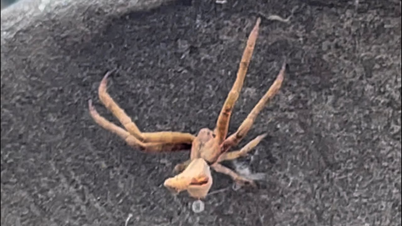 Crab Spider Turn Upside-Down to Wee Wee😂