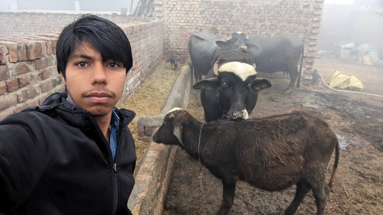 Morning routine with buffalo|| buffalo farming.