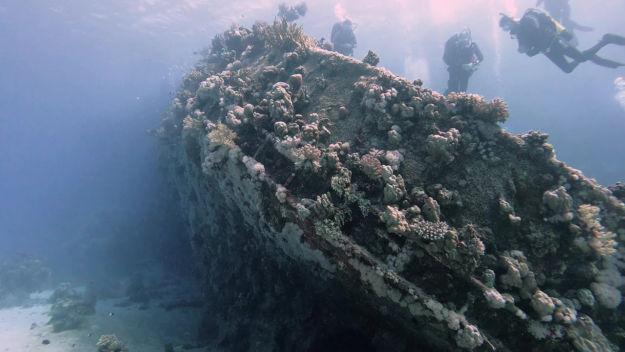 Safari Diving Red Sea Egypt Shark Turtle Manta   Brothers Daedalus Elphinstone BDE Tour liveaboard