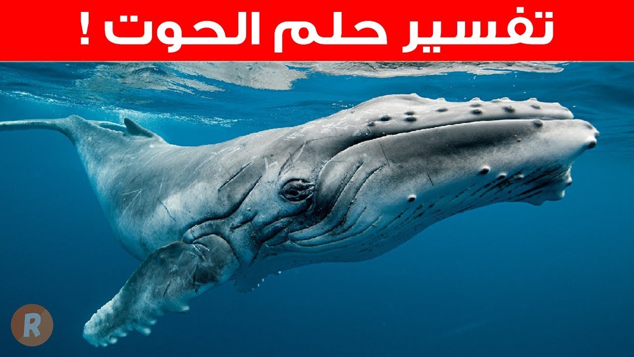 تفسير حلم الحوت - ما معنى رؤية الحوت في الحلم؟ سلسلة تفسير الاحلام