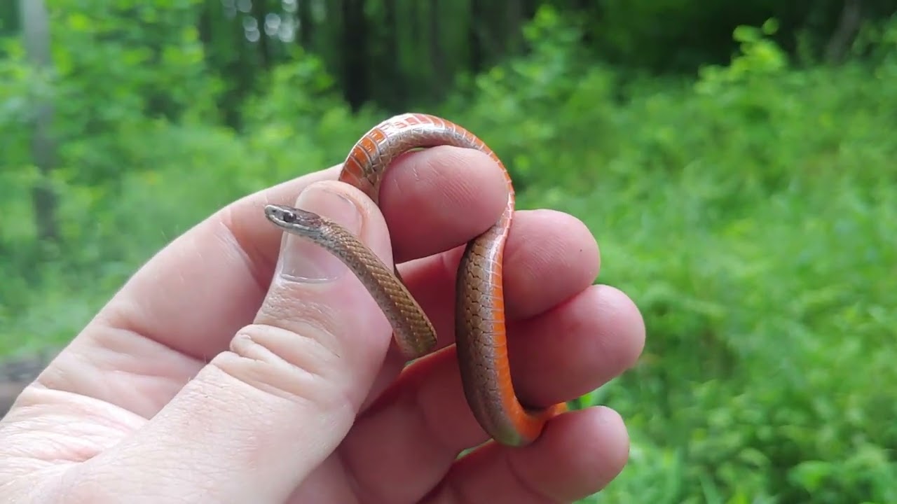 Northern red belly snake - Kentucky - June 2023