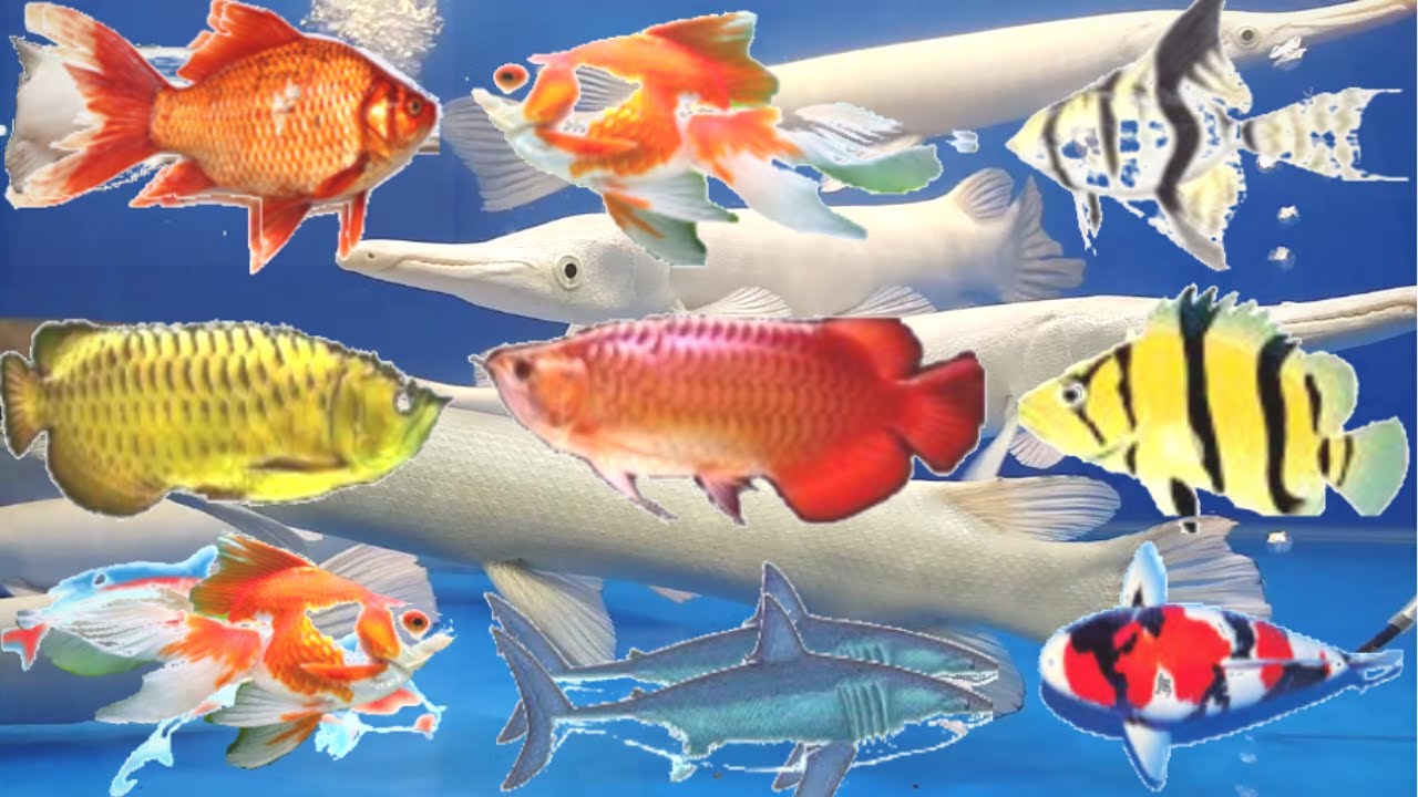 26 lo&agrave;i c&aacute; cảnh đẹp v&agrave; đắt nhất thế giới | Ornamental fish