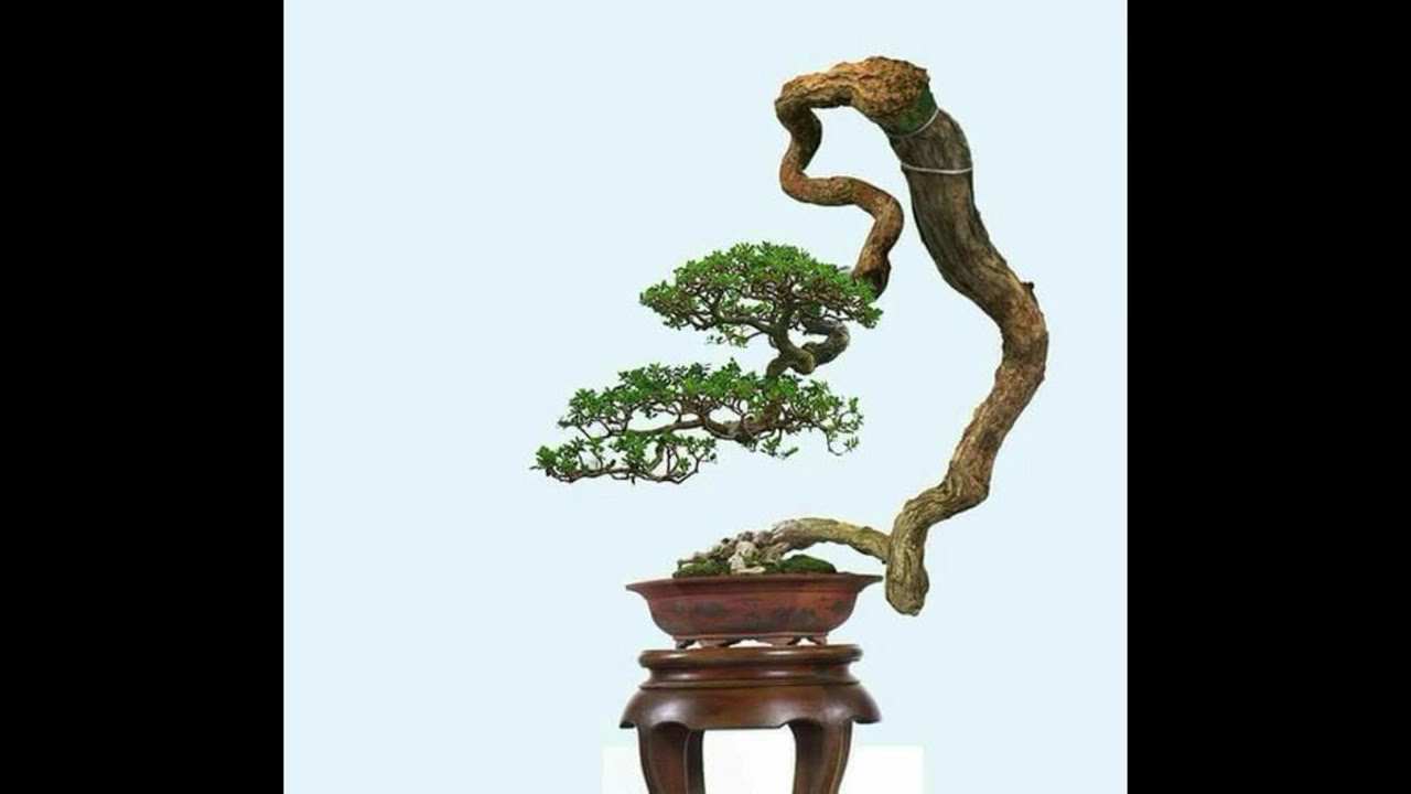 NHỮNG TÁC PHẨM BONSAI VĂN NHÂN ĐẸP MÊ HỒN#caycanh