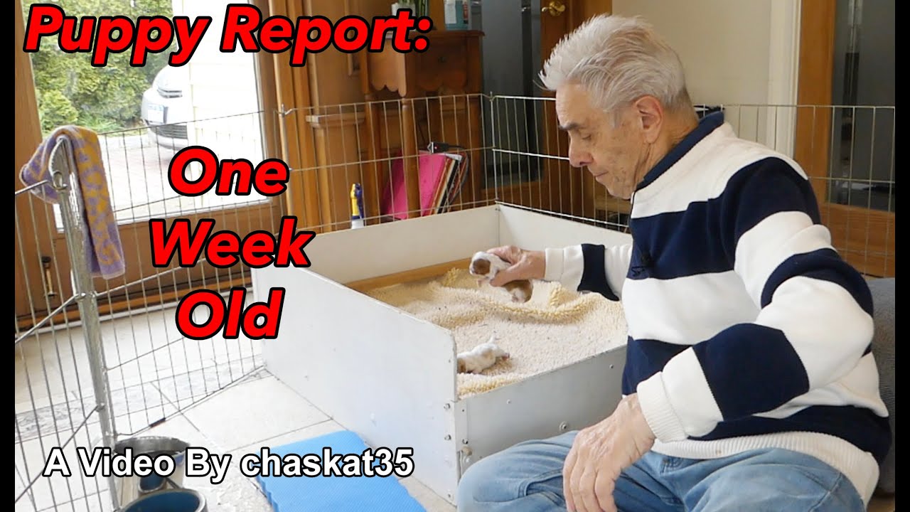 Puppy Report: One Week Old
