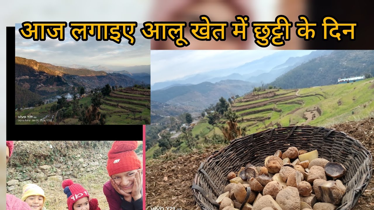 आज लगाया  खेतों में हाल और आलू पहाड़ों के नजारे😍🎉🏔️